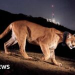 P-22, Hollywood’s celebrity mountain lion, ends his reign