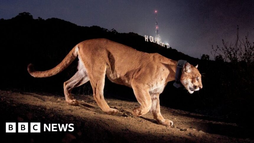 P-22, Hollywood’s celebrity mountain lion, ends his reign