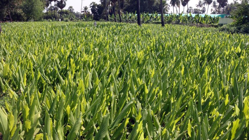 Thoothukudi farmers confident of high yield in turmeric harvest