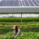 The newest crop found on the farm? Solar panels.