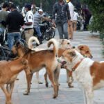 Sterilisation of stray dogs undertaken in Nizamabad