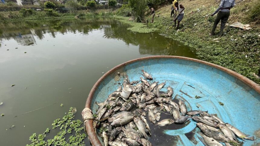 Another fish kill in Bengaluru after sewage water enters Seetharampalya lake