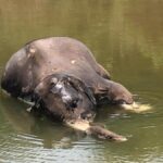 Two adult elephants found dead in Hogenakkal range, toll goes up to six in T.N. in less than 30 days