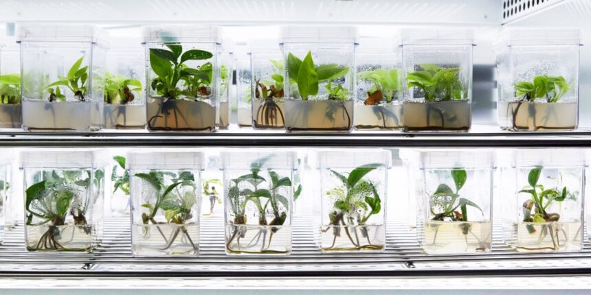 The air-cleaning qualities of plants get a genetically modified boost