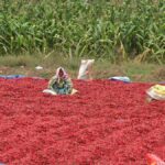 Rains damage paddy, chilli, mango and turmeric crops in Andhra Pradesh