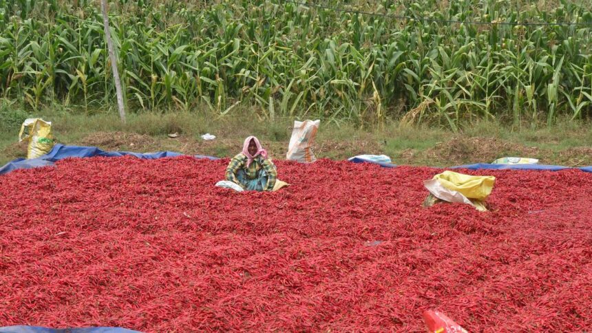 Rains damage paddy, chilli, mango and turmeric crops in Andhra Pradesh