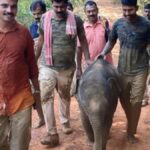 Abandoned elephant calf to be moved to Dubare camp