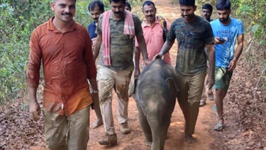 Abandoned elephant calf to be moved to Dubare camp