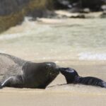 Hawaii reopens popular stretch of Waikiki beach after endangered monk seal pup weans