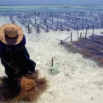 Seaweed farming for carbon dioxide capture would take up too much of the ocean