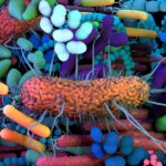 How gene-edited microbiomes could improve our health