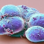 After 25 years of hype, embryonic stem cells are still waiting for their moment