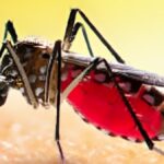 दिल्ली-NCR में तेजी से बढ़ रहे डेंगू के केस