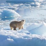 New study establishes link between greenhouse gases and polar bear survival