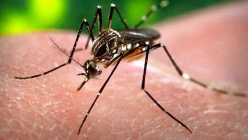 देहरादून, पटना, चेन्नई… शहर दर शहर तेज हुआ डेंगू का प्रकोप, जरूर बरतें ये सावधानियां