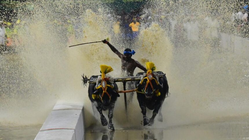 From coast to capital, Bengaluru Kambala makes a splash