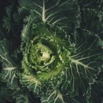 The unusual cabbage mutation that could boost crop yield | Explained