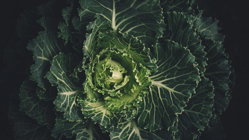 The unusual cabbage mutation that could boost crop yield | Explained