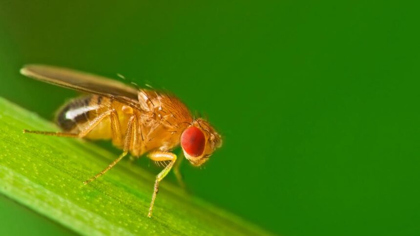 For Huntington’s disease clues, scientists are looking in fruit flies | Explained