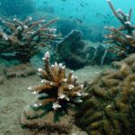 Can ‘good sounds’ help coral islands recover from bleaching?