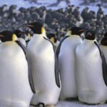 Why do penguins move in groups?