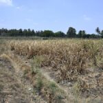Severe drought impacts lives, and will influence the poll in Mandya in south Karnataka