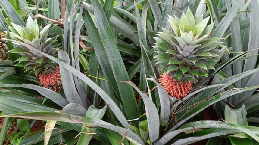 Heavy rain may hit pineapple replanting operations