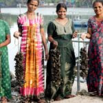 Women reap bumper harvest of green mussels