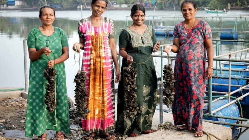 Women reap bumper harvest of green mussels