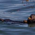 Sea otters get more prey and reduce tooth damage using tools