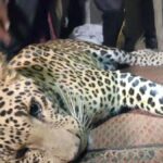 Relief to residents as three-year-old leopard rescued, released into forest in Tirupattur